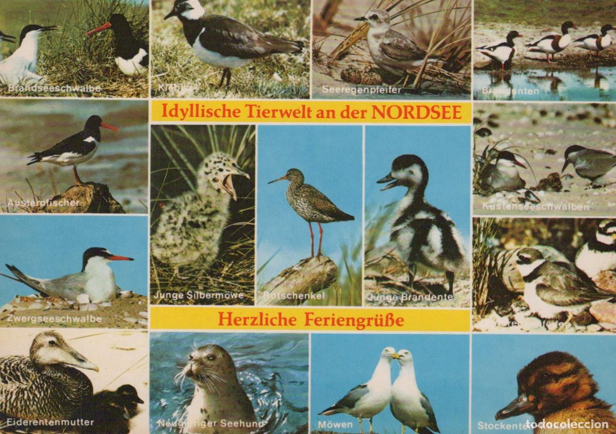 Postales: Germany Idyllic Wildlife Birds and Seal Collage *YAS995