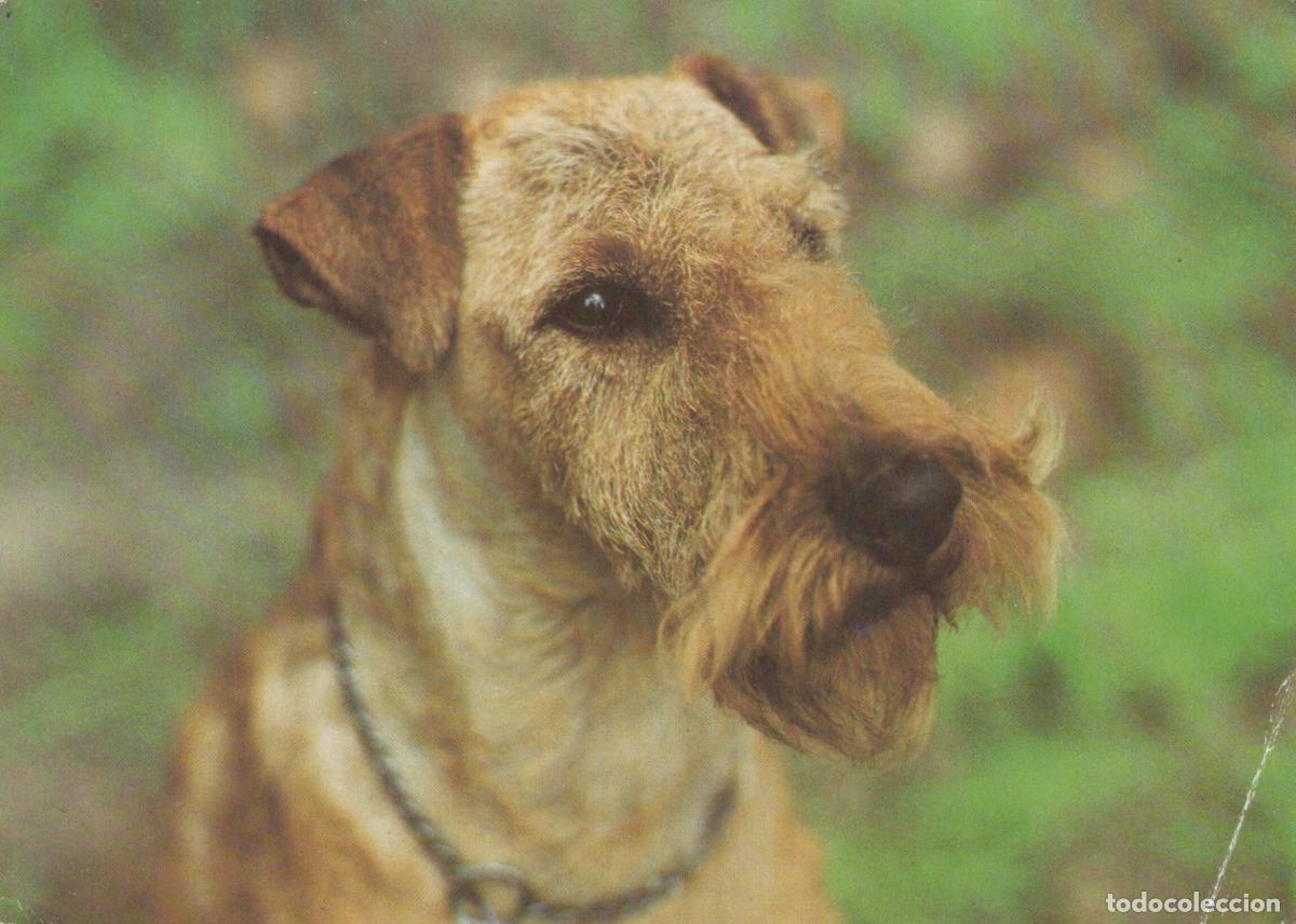 Postales: Germany Berlin Irish Terrier Dog Portrait Brown Fur Green Unposted *YAS951
