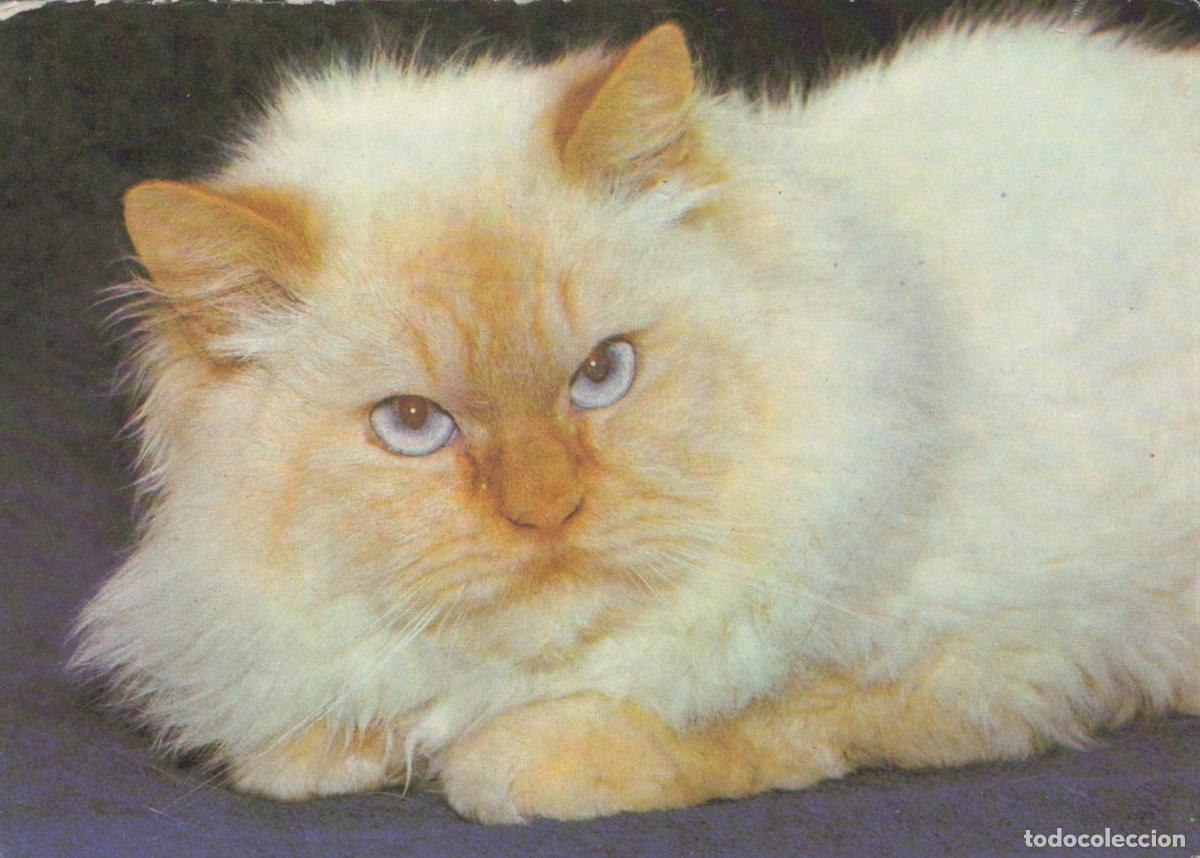 Postales: Germany Berlin Colourpoint Cat With Blue Eyes Fluffy Fur Animal Unposted *YAS991