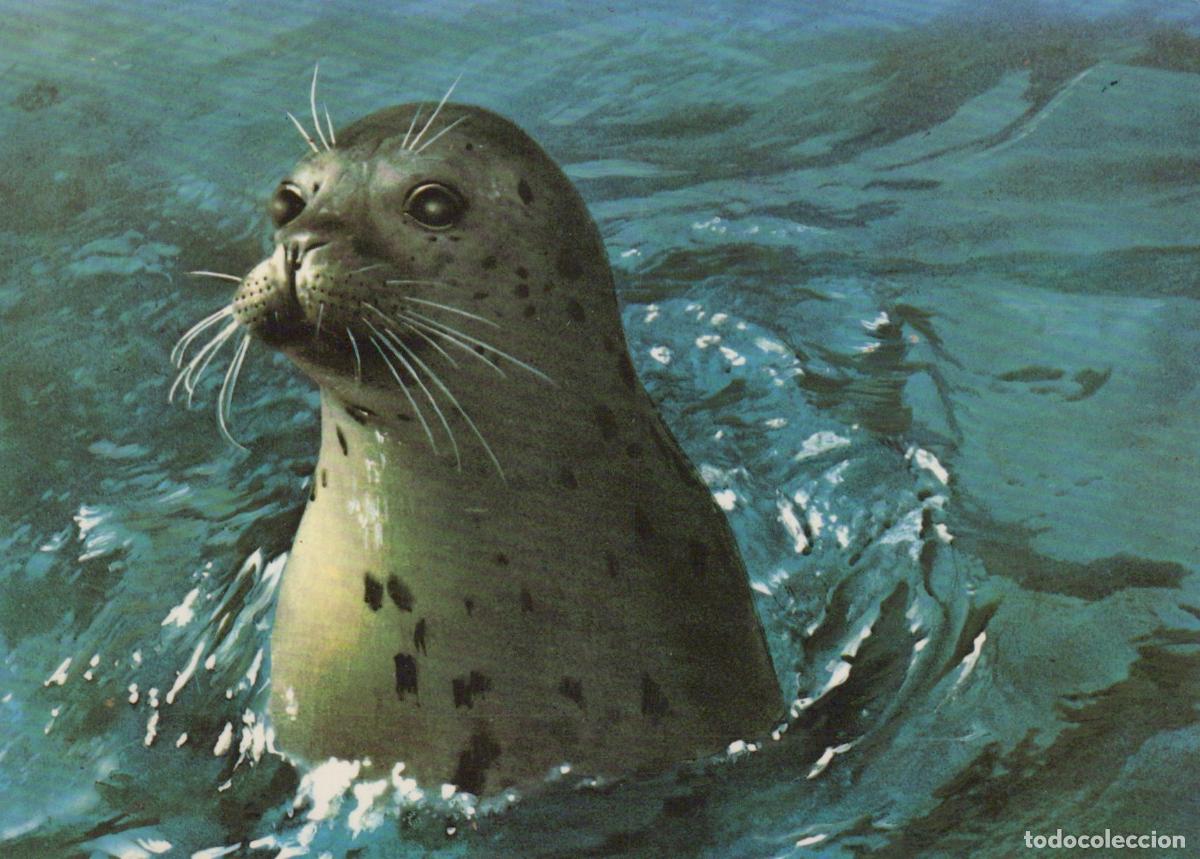 Postais: Germany Heligoland Curious Seal in Blue Water *YAT032