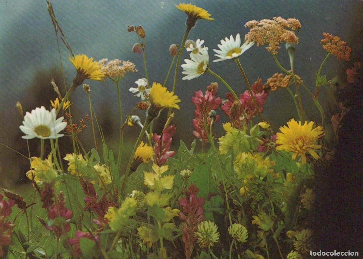 Postais: Field Flowers Meadow Wildflowers Nature Landscape Unposted *YAT044