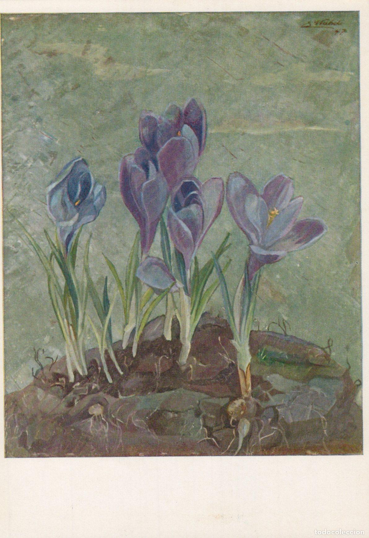 Postcards: Switzerland Frauenfeld Crocus Flowers Erwin St&auml;heli Art Unposted *YAU009