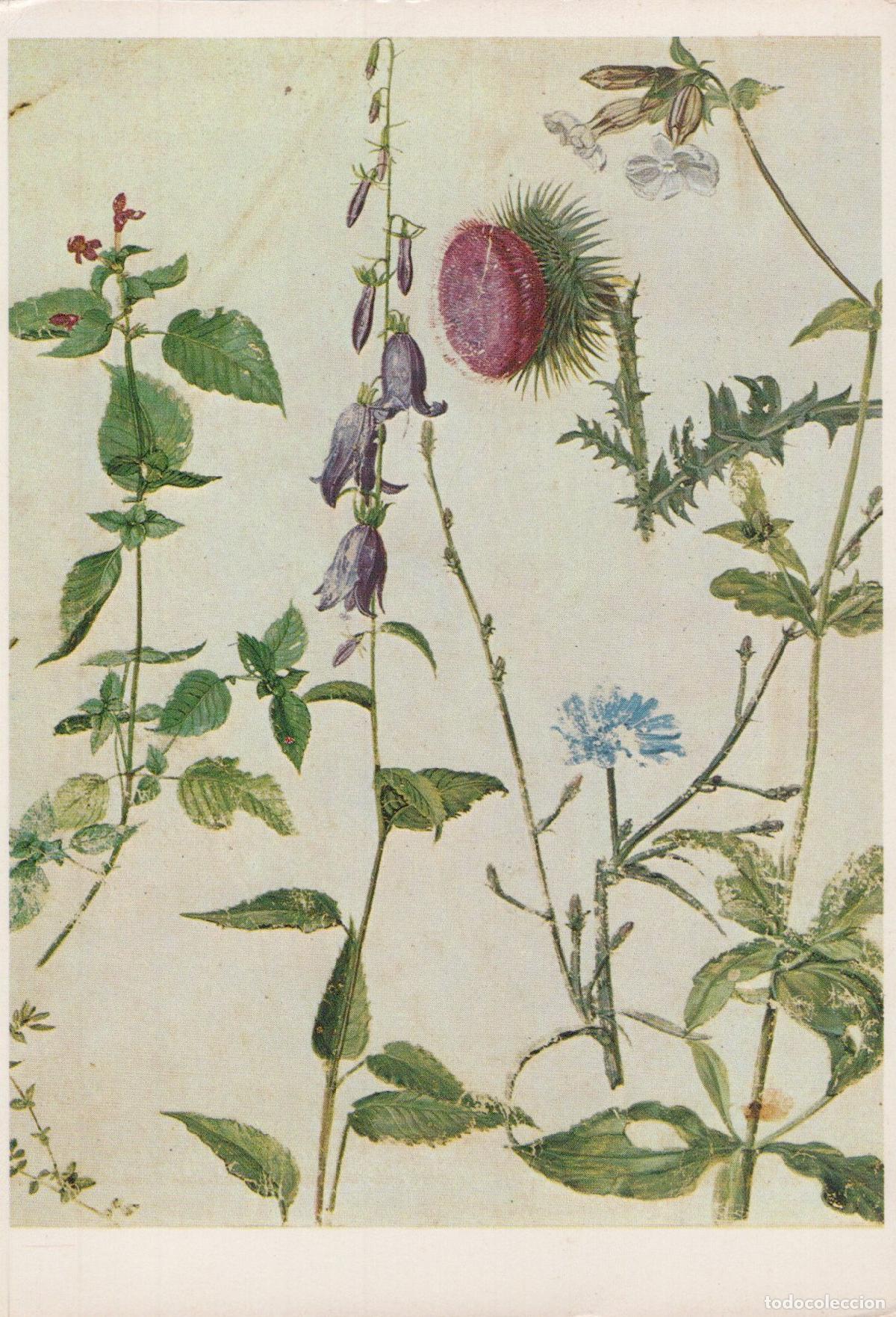 Postkarten: Germany Munich Albrecht D&uuml;rer Study of Eight Field Flowers Unposted *YAU082