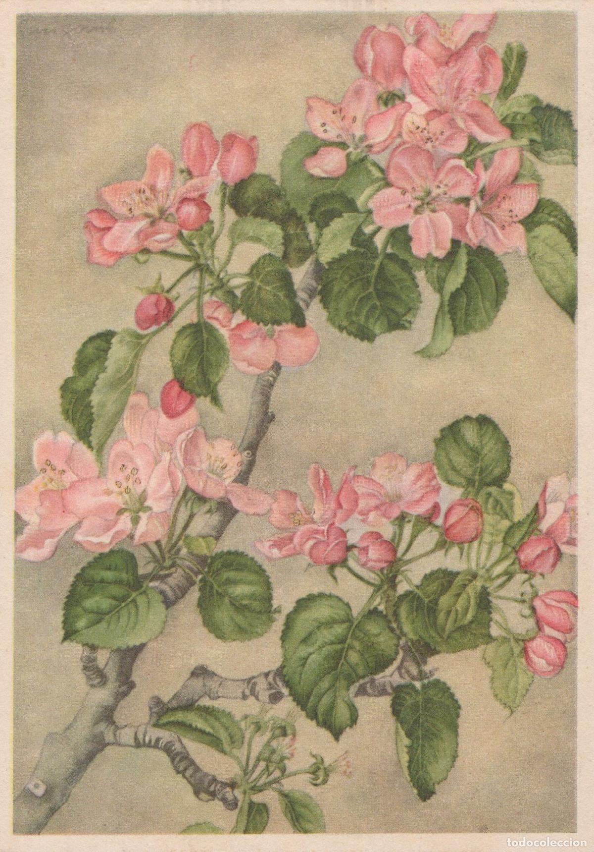 Postkarten: Germany Munich Blossom of the Apple Tree Marianne Schneegans F Unposted *YAU339
