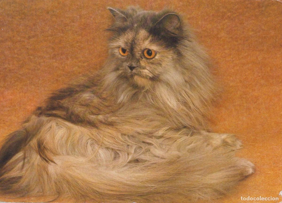 Postkarten: Germany Berlin Persian Cat With Orange Eyes Fluffy Fur Animal Unposted *YAT051