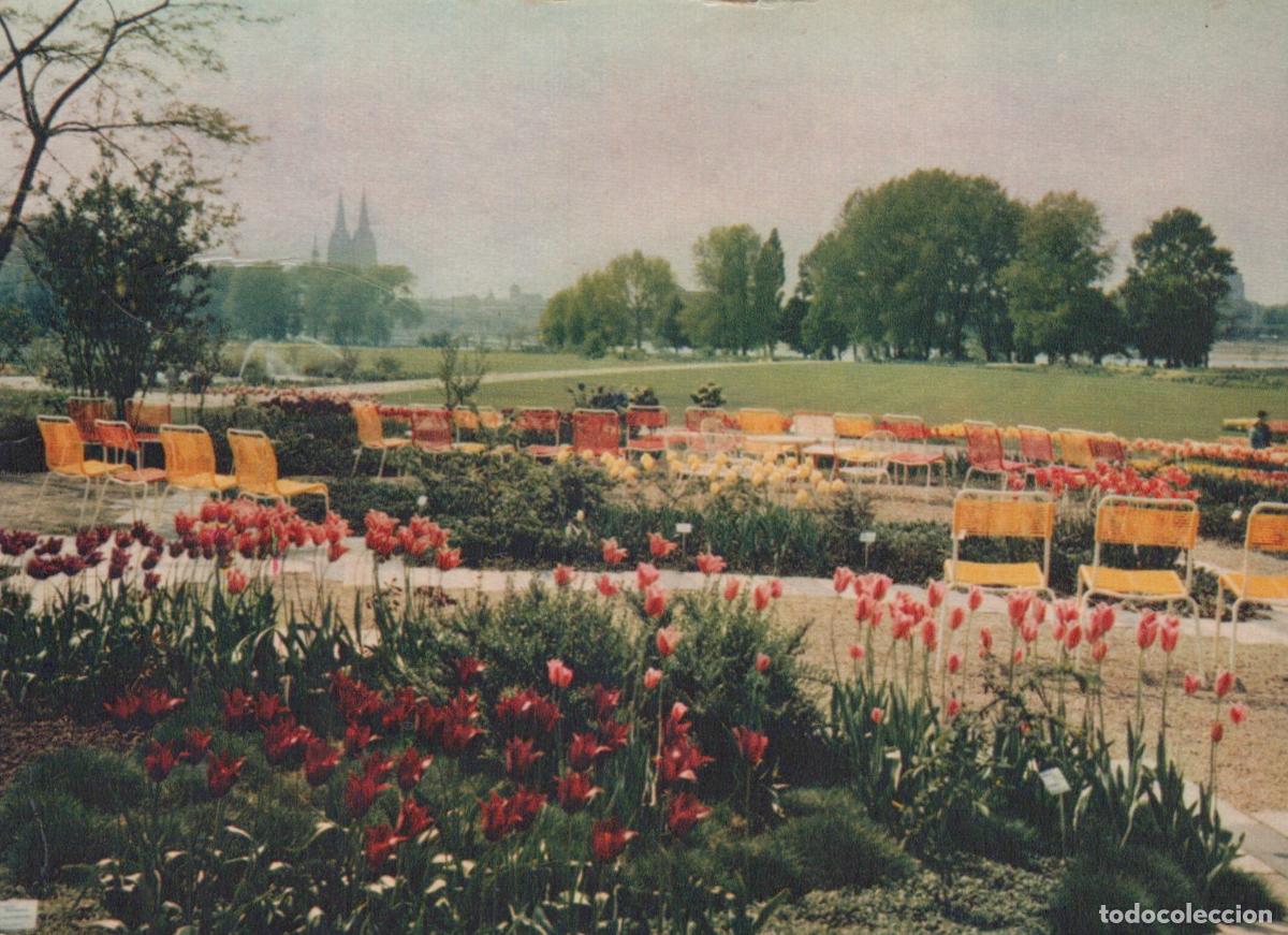 Cartes Postales: Germany Cologne Rheinpark Deutz Cathedral View Tulips Garden Chairs *YAT672