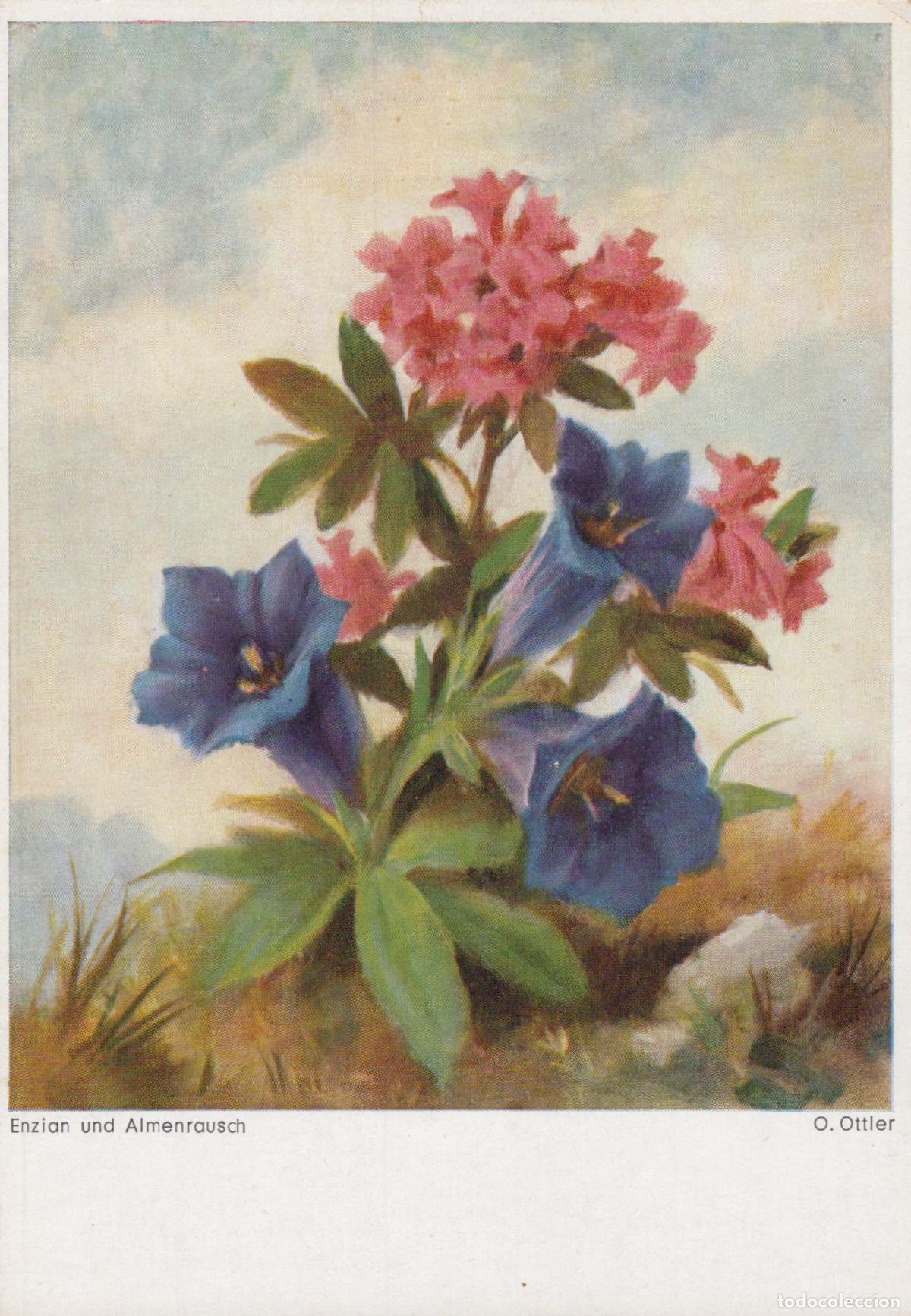 Postcards: Germany Munich Enzian and Almenrausch Alpine Flowers O Ottler Unposted *YAU010