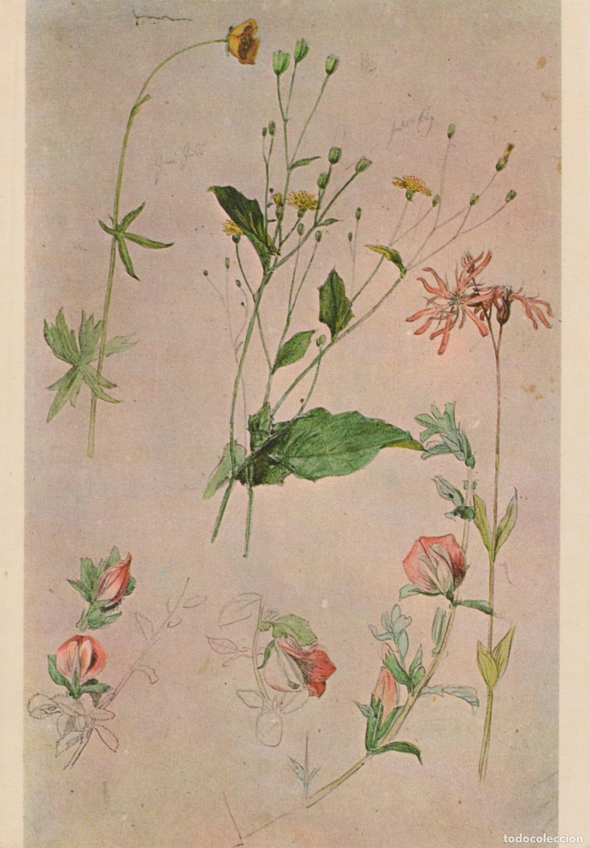 Cartoline: Czech Republic Prague Josef M&aacute;nes Meadow Flowers Botanical Art Unposted *YAU023