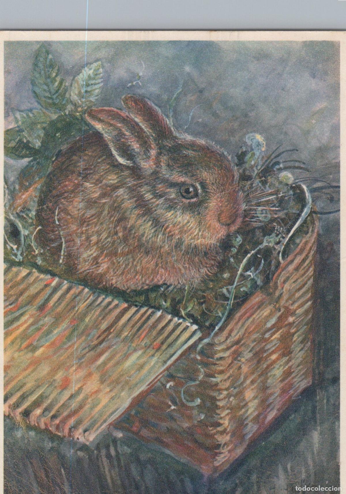 Cartoline: Switzerland Sihlbrugg Cute Baby Rabbit in Wicker Basket Animal Unposted *YAU183