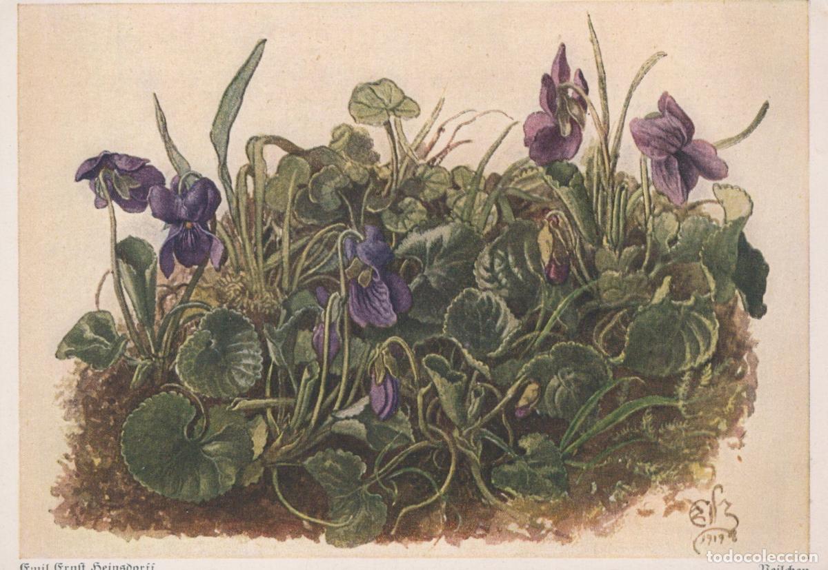 Postkarten: Germany Munich Wild Violets Botanical Illustration Art By Emil Unposted *YAU725