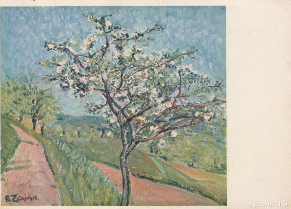 Postais: Switzerland Bern Bertha Z&uuml;richer Apple Tree in Bloom Landscape Unposted *YAU950