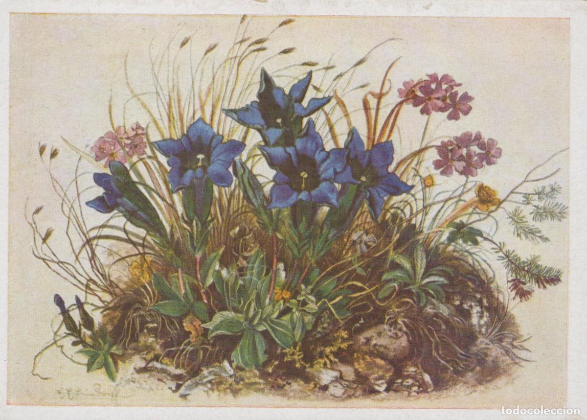 Postales: Germany Starnberg Alpine Gentian Flowers and Primroses Unposted *YAU952
