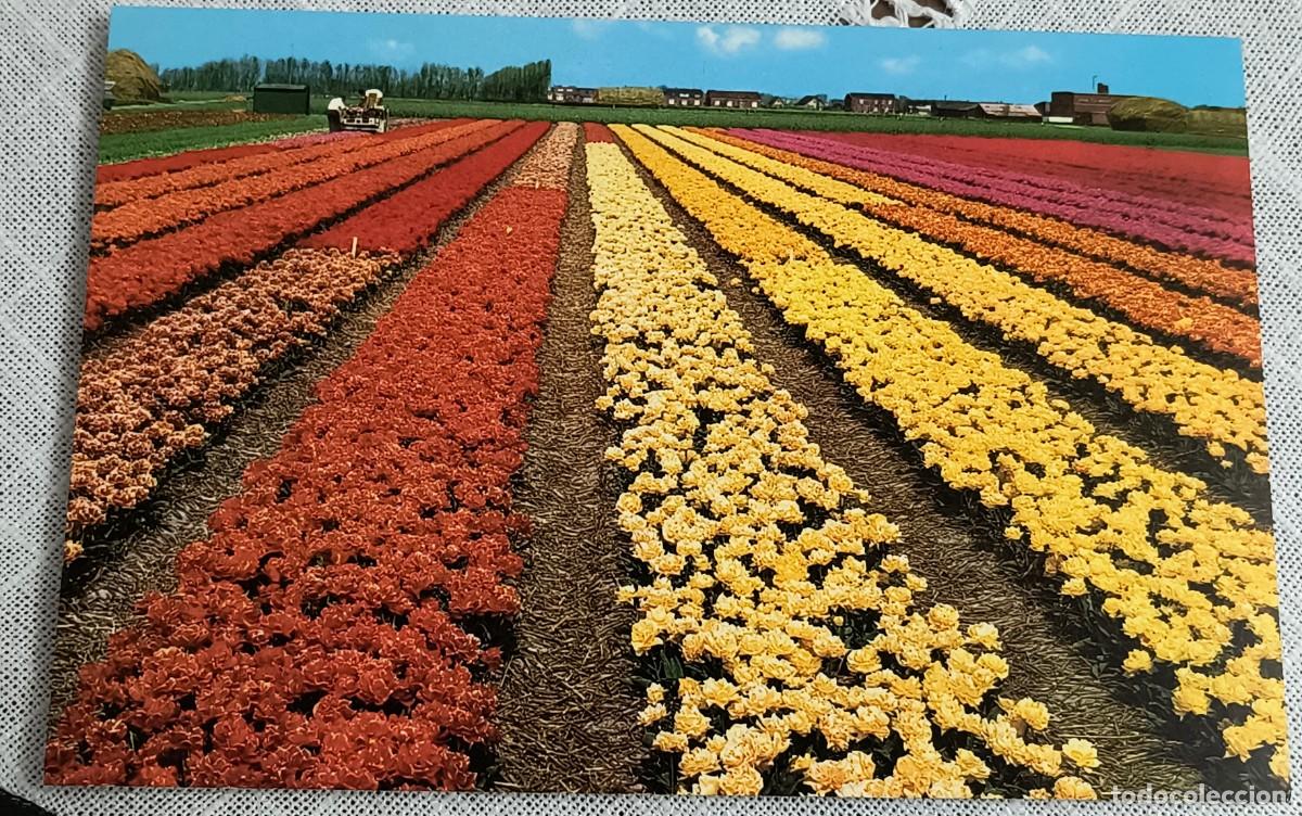 Postales: POSTAL | CAMPO DE TULIPANES / HOLANDA - SIN CIRCULAR