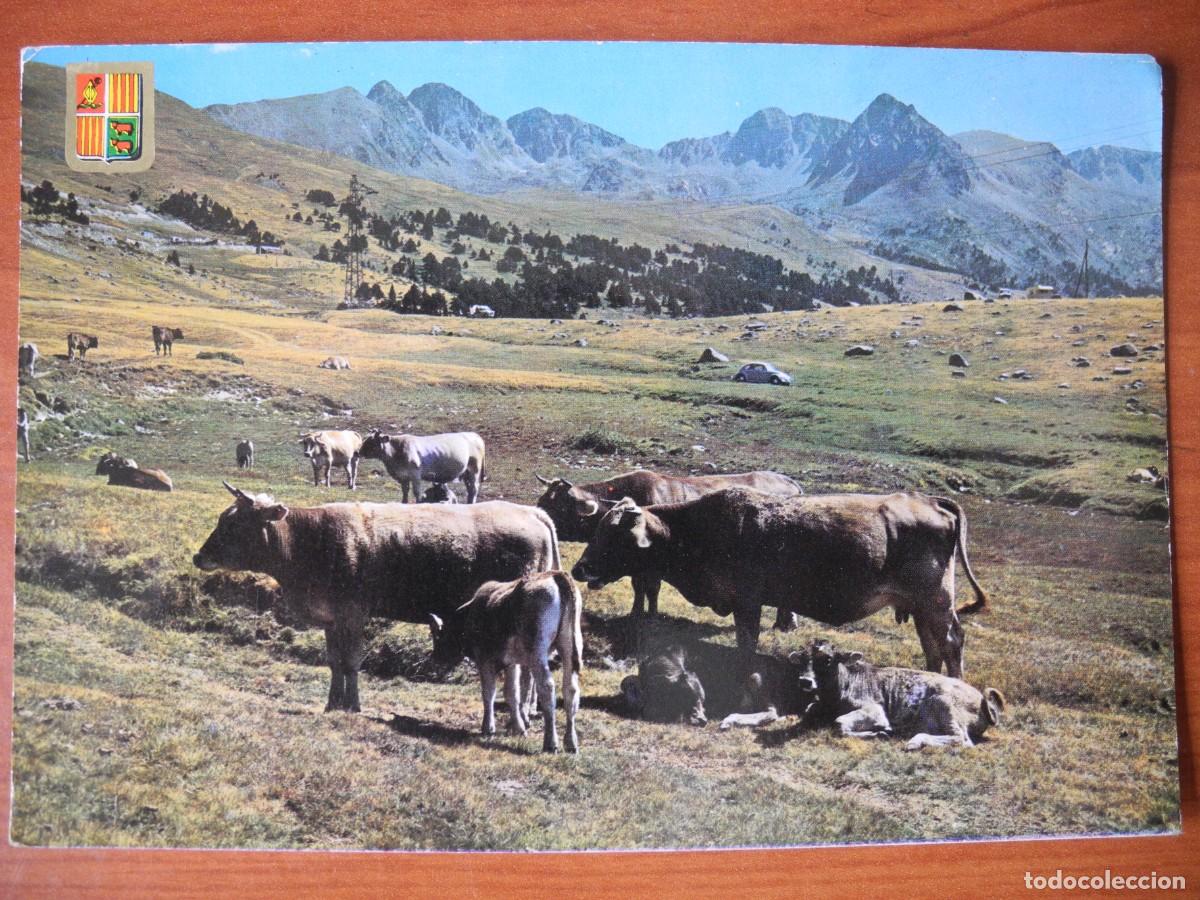 Postales: Valls d'Andorra. Pasturatges de la Vall d'Envalira. Vacas. Ed. Soberanas n. 477. Escrita.