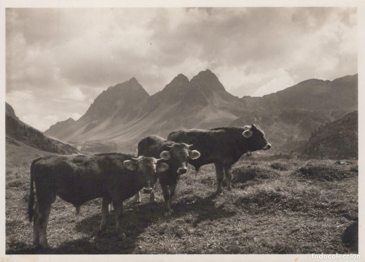 Cartoline: Switzerland Albula Pass Weissenstein Alpine Farm Cattle Unposted *YAV129