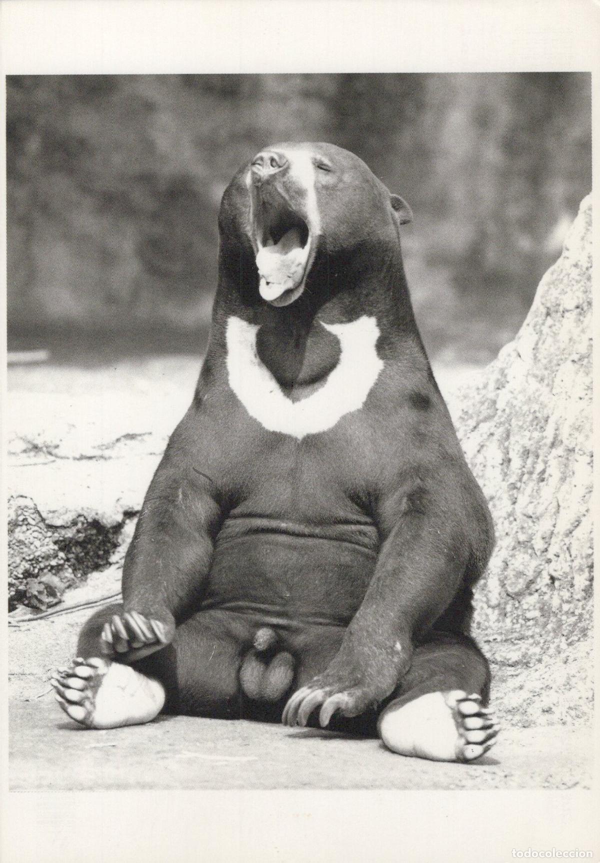 Cartoline: France Paris Funny Sun Bear Yawning Black White Photo Humour A Unposted *YAV164