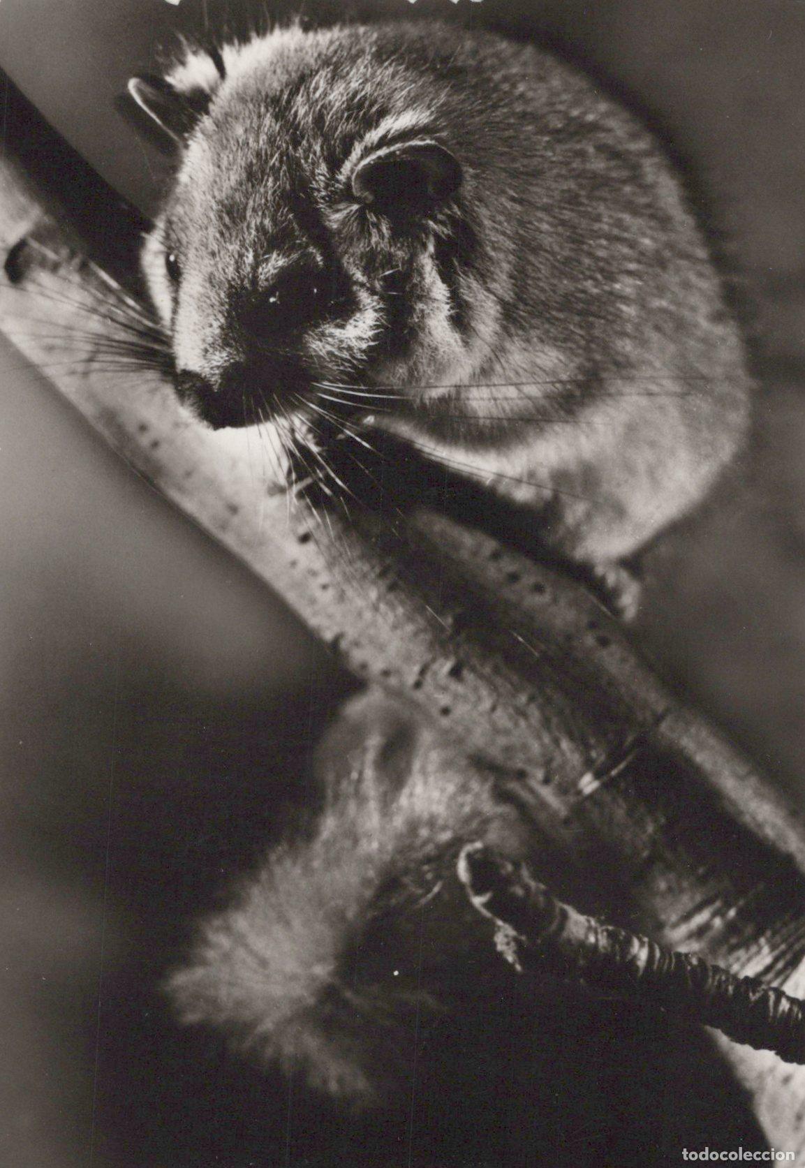 Cartoline: Germany Berlin Cute Dormouse On Branch Black White Animal *YAV165