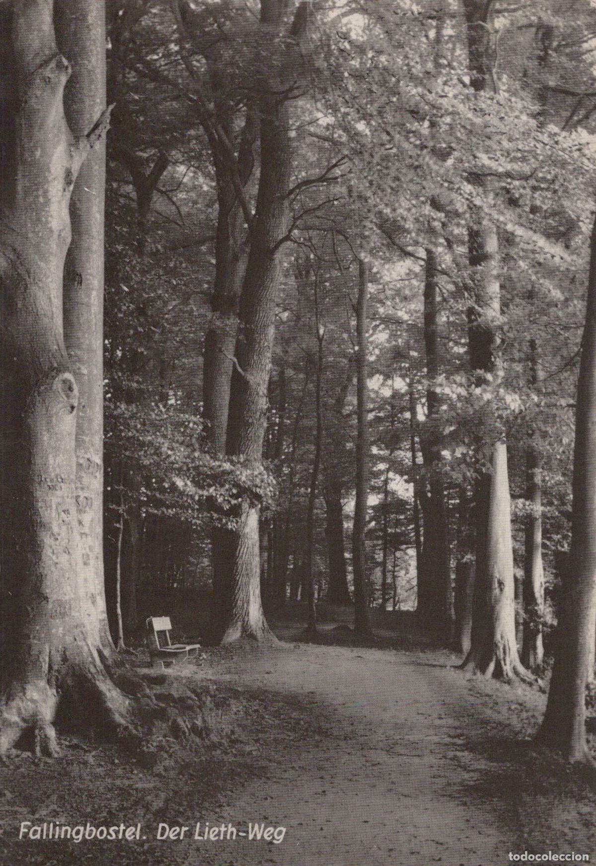 Cartoline: Germany Fallingbostel Der Lieth Weg Forest Path With Bench Unposted *YAV169