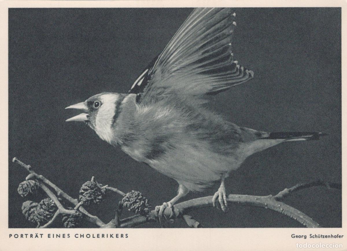 Postcards: Germany Nuremberg Portrait of A Choleriker Bird Georg Unposted *YAV156