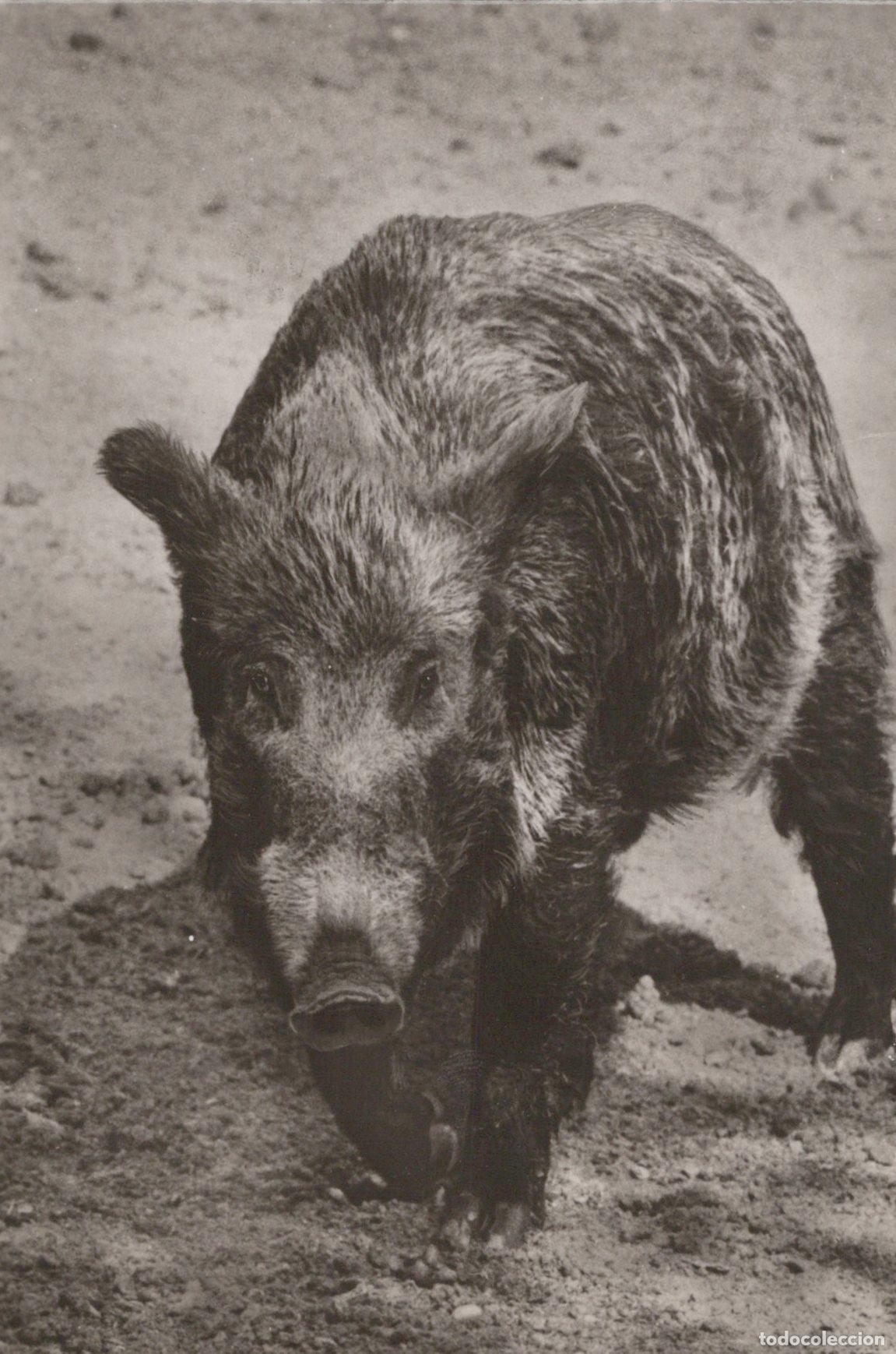 Cartes Postales: Germany Radeberg Wild Boar Piglet Young Animal Wildlife Nature Black and *YAV200