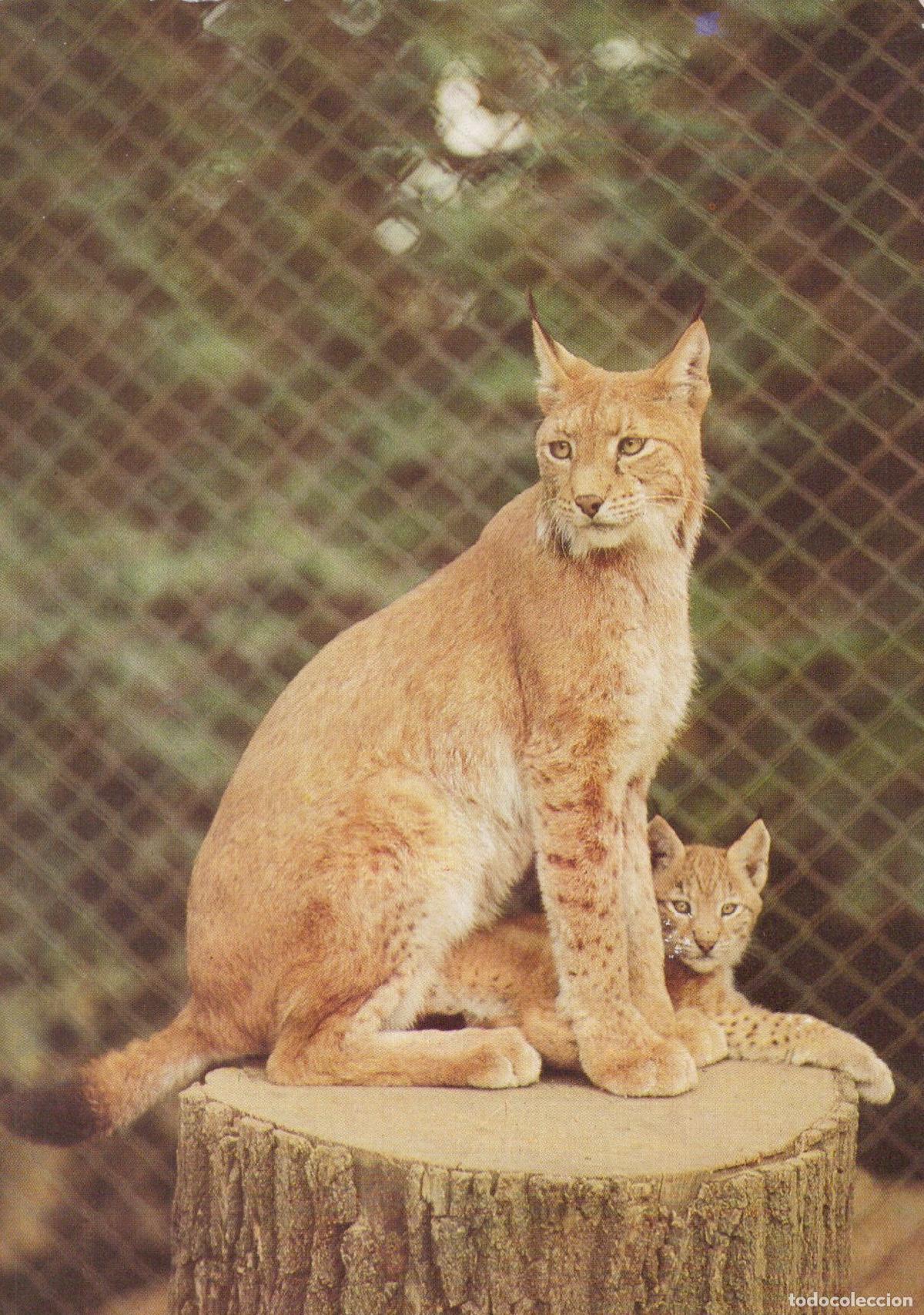 Cartes Postales: Germany Dresden Zoo Lynx Mother and Cub On Tree Stump Wildlife *YAV203