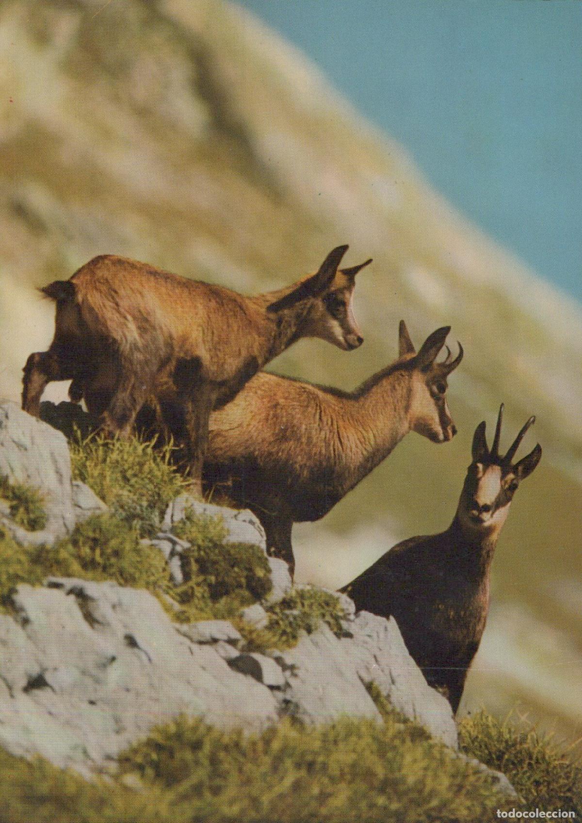 Postales: Germany Sonthofen Allg&auml;u Alps Chamois Goats in Mountain Unposted *YAV208