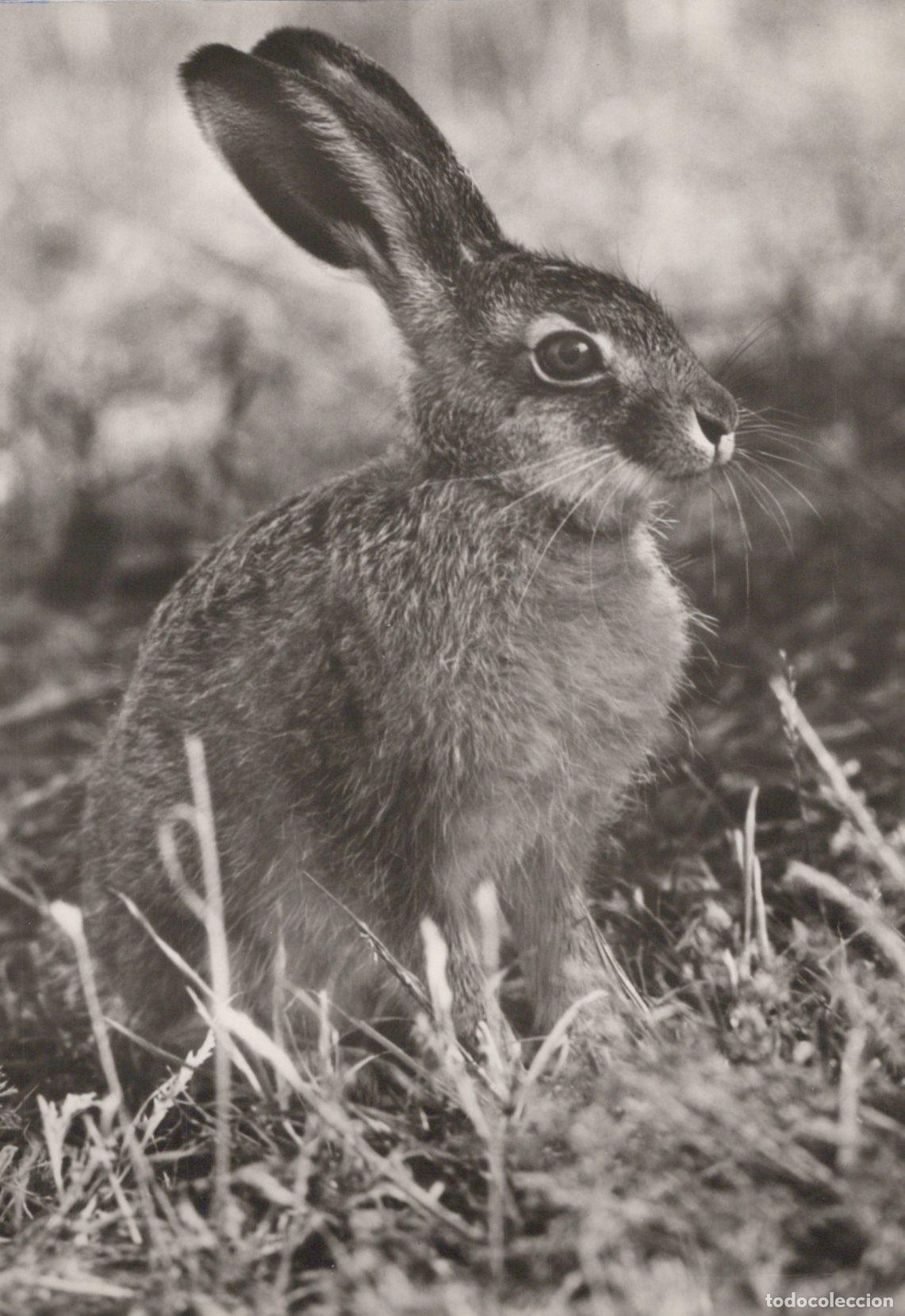 Postcards: Germany Wild Hare in Grass Black and White Nature Photography *YAV211