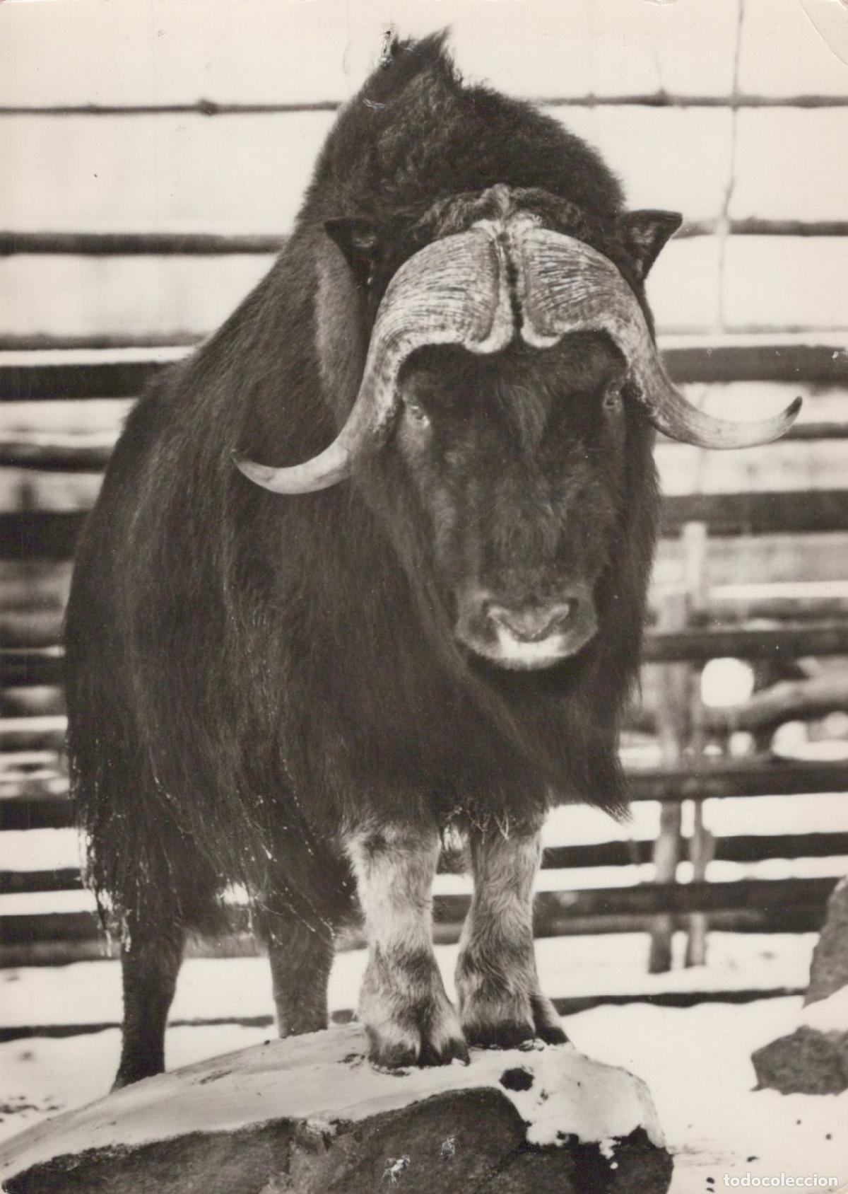 Cartoline: Germany Berlin Muskox Ovibos Moschatus Arctic Animal Wildlife Unposted *YAV210