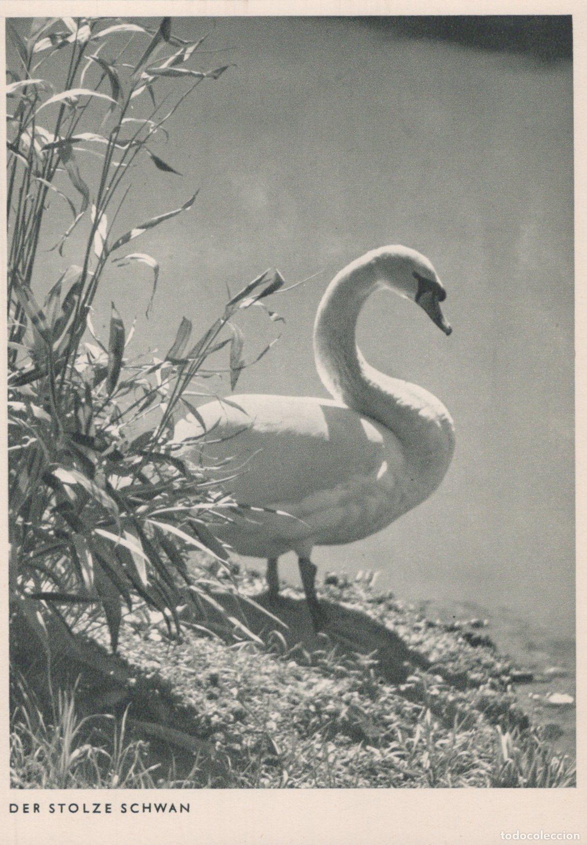 Cartoline: Germany Swan By Water der Stolze Schwan the Proud Swan Unposted *YAV171