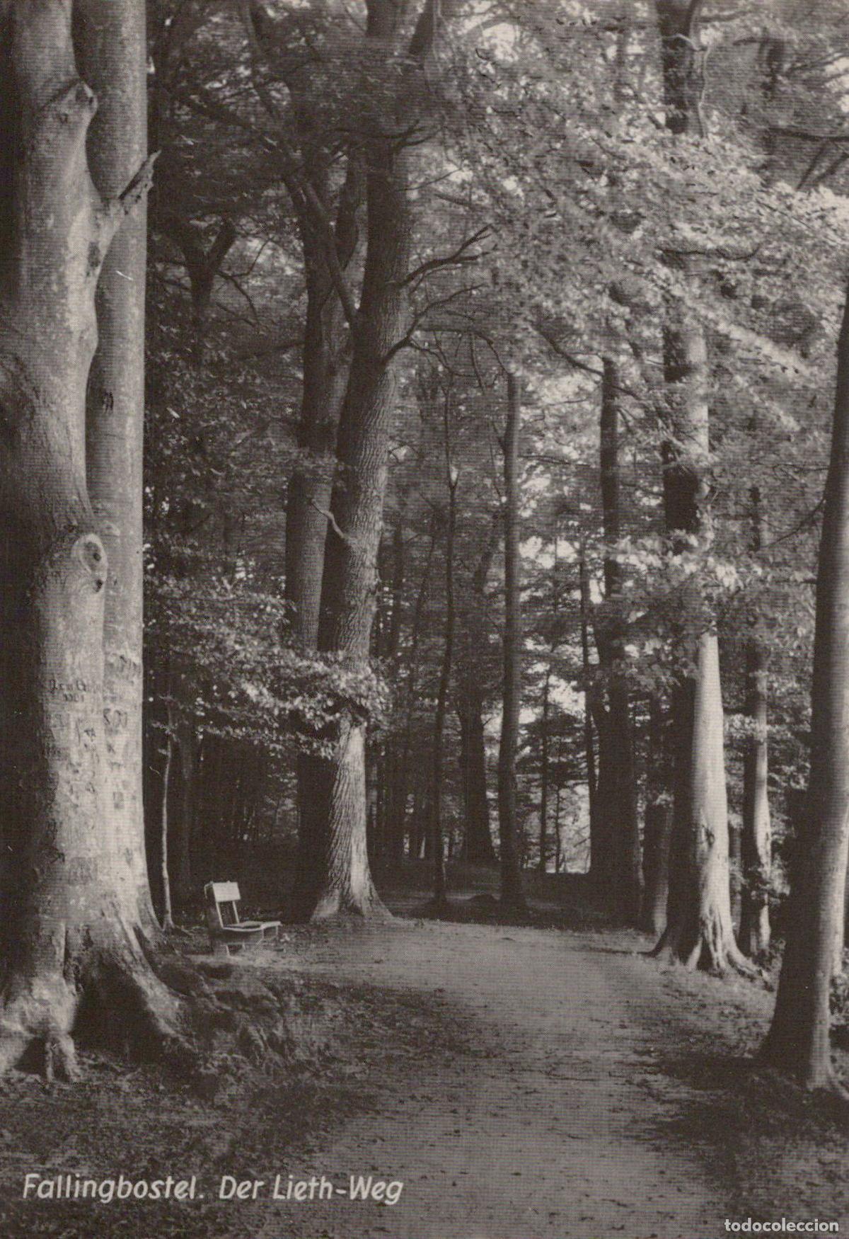 Postcards: Germany Fallingbostel Der Lieth Weg Forest Path With Bench Unposted *YAV173