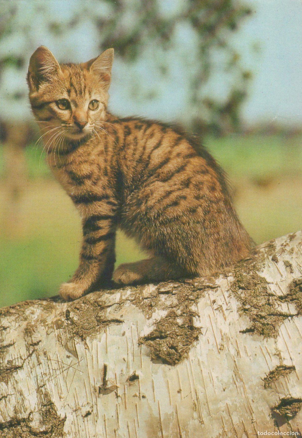Postcards: Germany Berlin Cute Tabby Kitten Sitting On A Birch Log Animal Pet *YAV223
