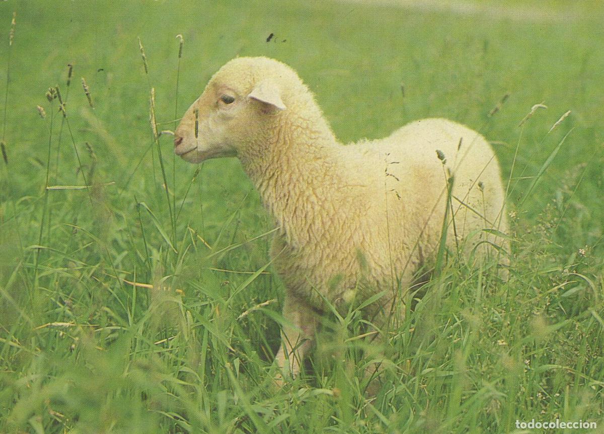 Postcards: Germany Cottbus Cute Lamb in Green Pasture *YAV181