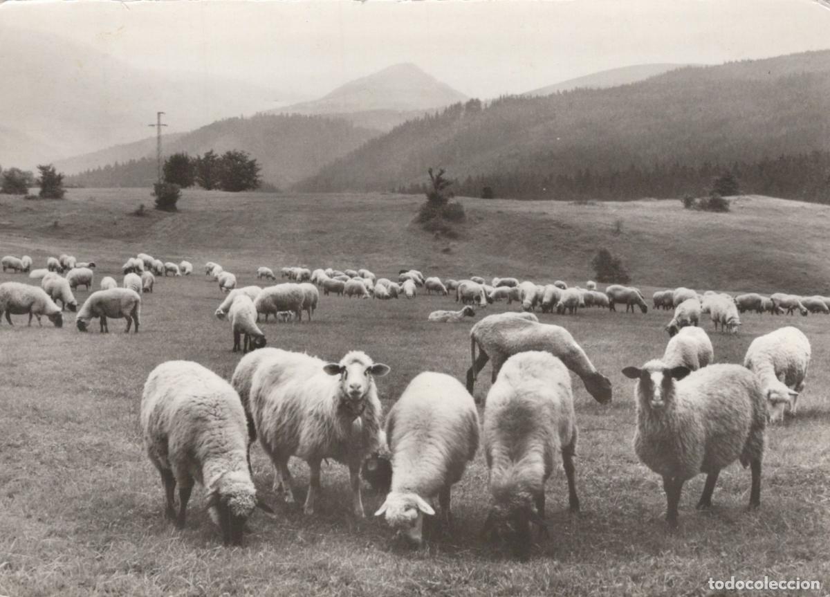 Cartoline: Germany Pasewalk Sheep Grazing in A Hilly Pasture With Forested *YAV183