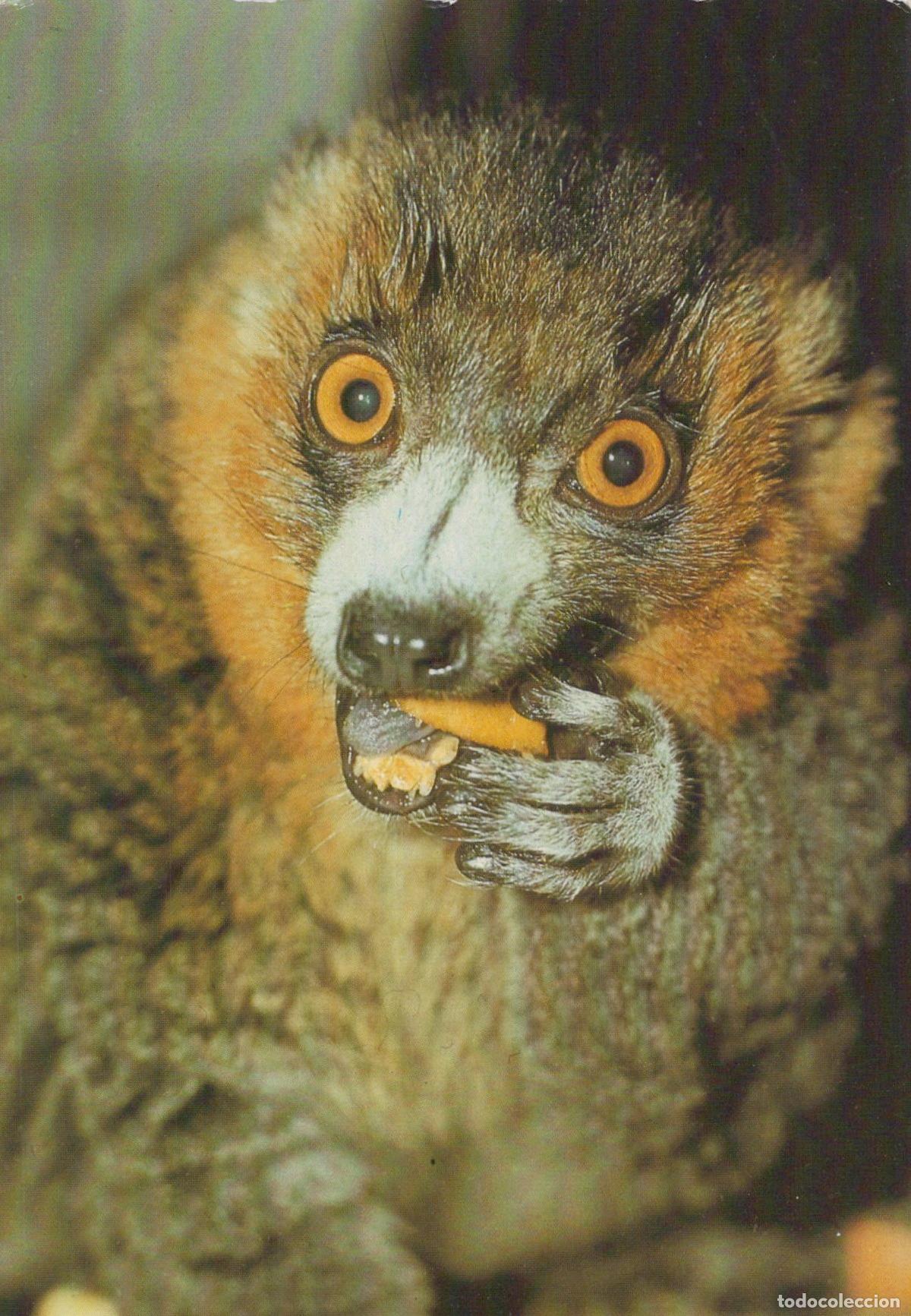 Postais: Germany Dresden Lemur Eating Food Animal Zoo Wildlife *YAV243