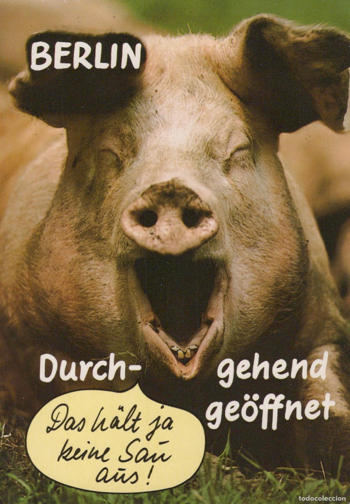 Postcards: Germany Berlin Funny Pig Yawning das H&auml;lt Ja Keine Sau aus *YAV246