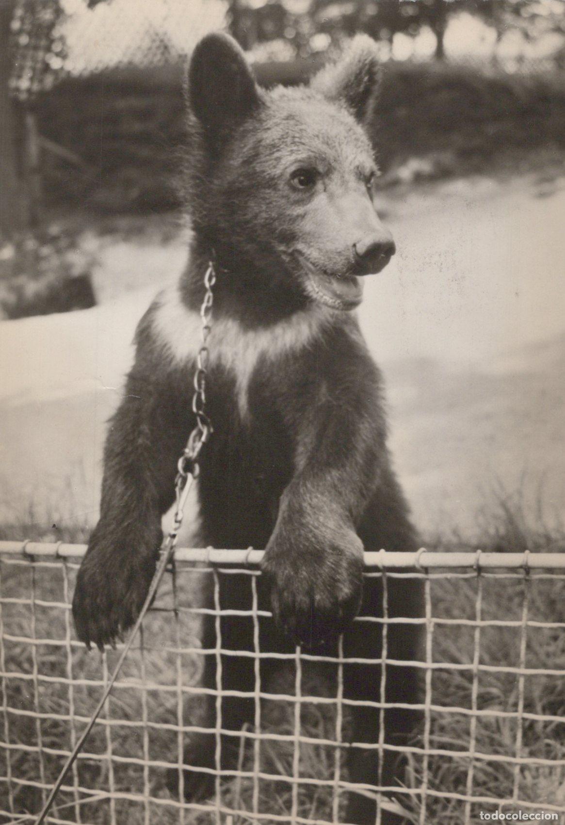 Postcards: Germany Chained Bear Cub Leaning On Fence Black and White Photo *YAV199