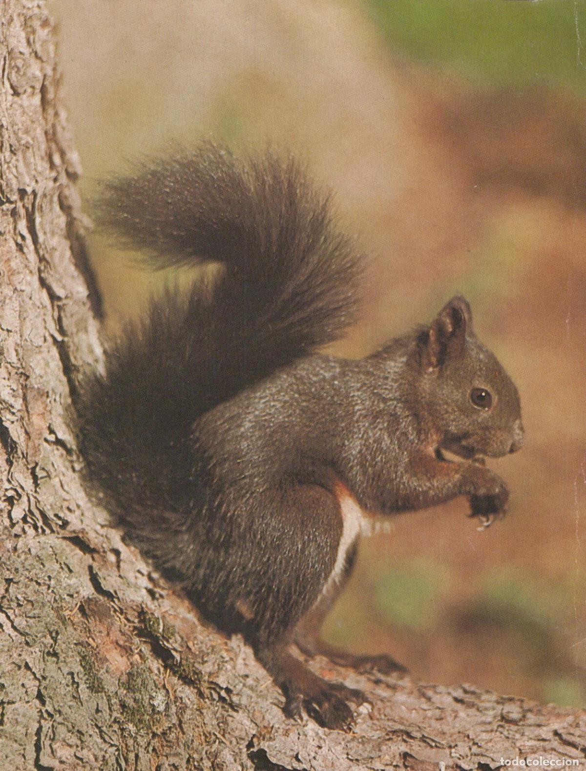 Cartes Postales: Germany Red Squirrel Eating Nut On Tree Trunk Nature Wildlife Unposted *YAV209
