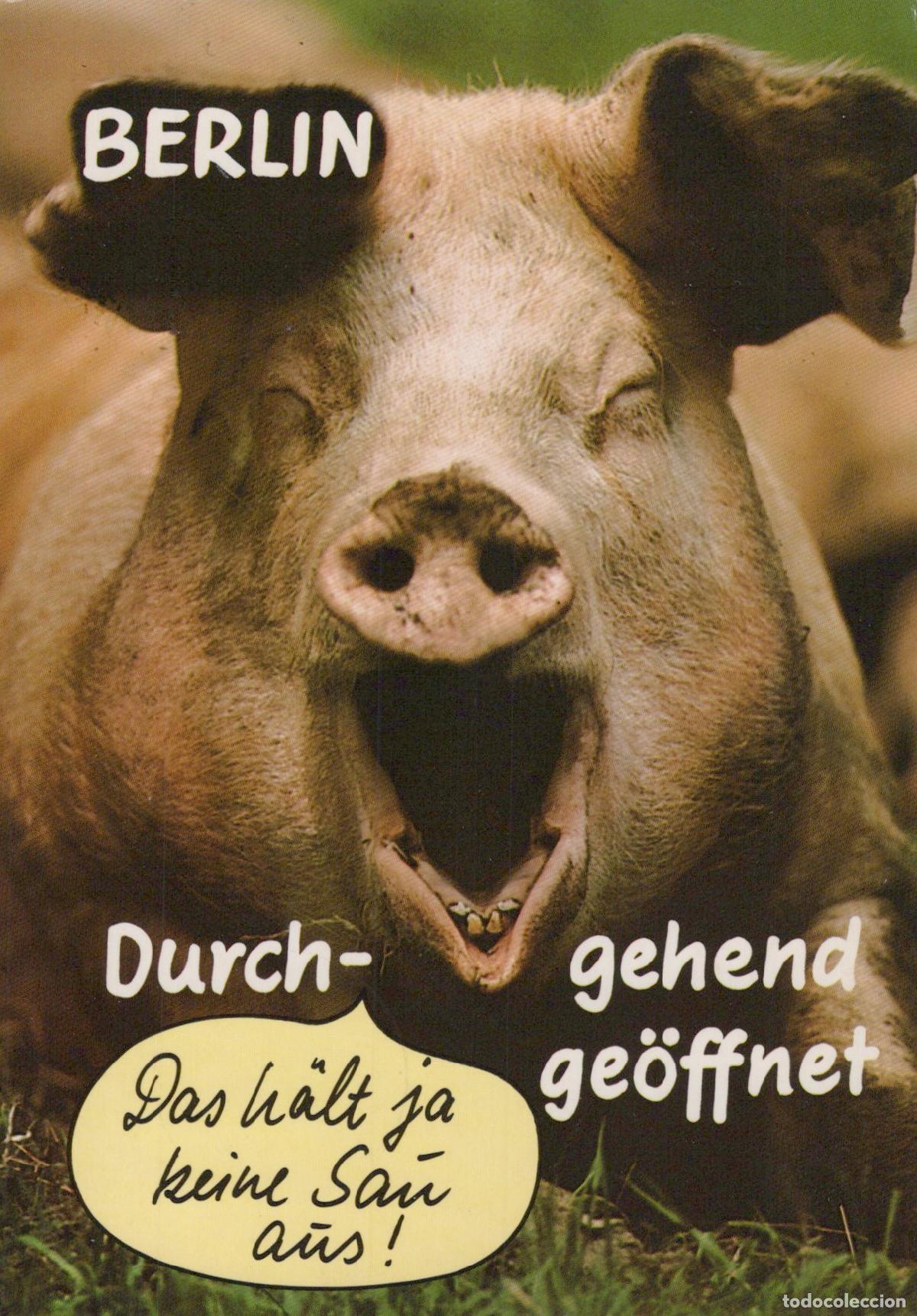 Cartes Postales: Germany Berlin Funny Pig Yawning das H&auml;lt Ja Keine Sau aus German Humor *YAV283