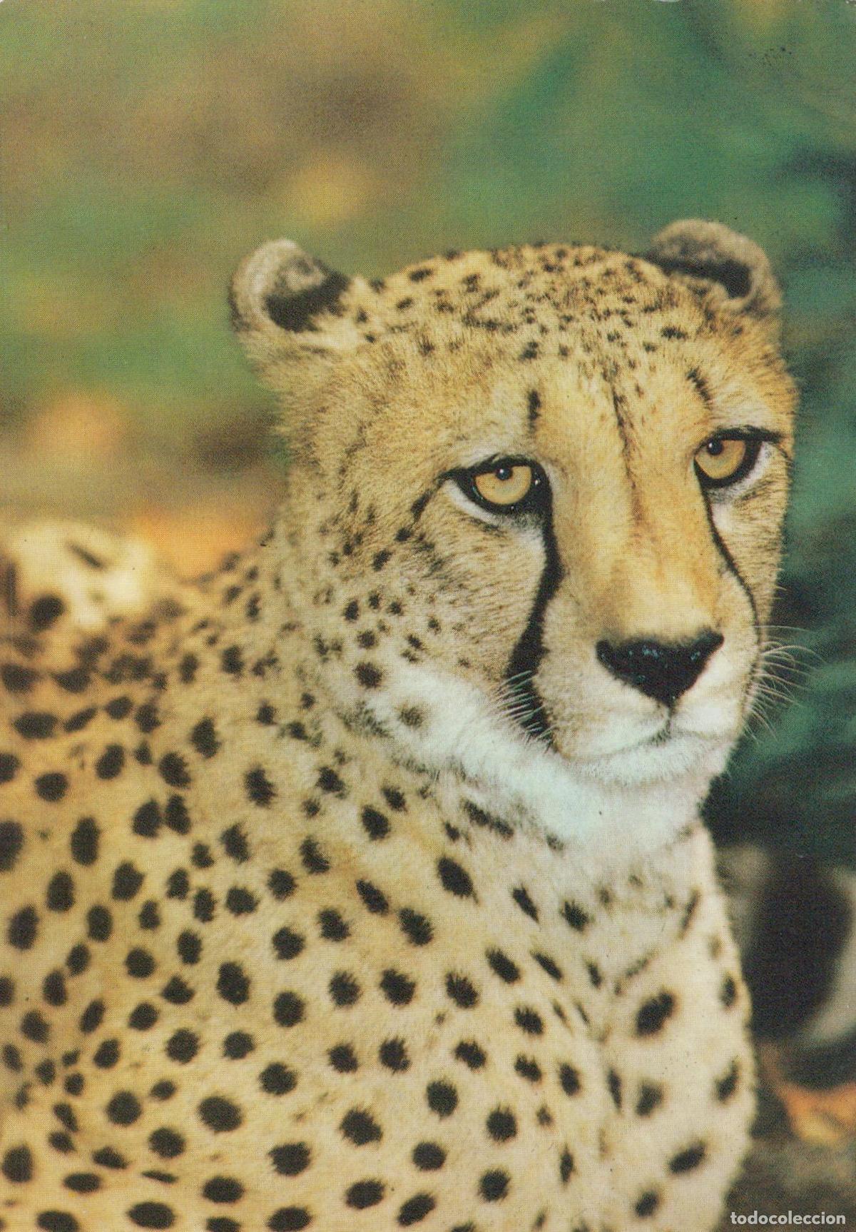 Postcards: Germany Dresden Cheetah Portrait Wildlife Animal Big Cat *YAV244