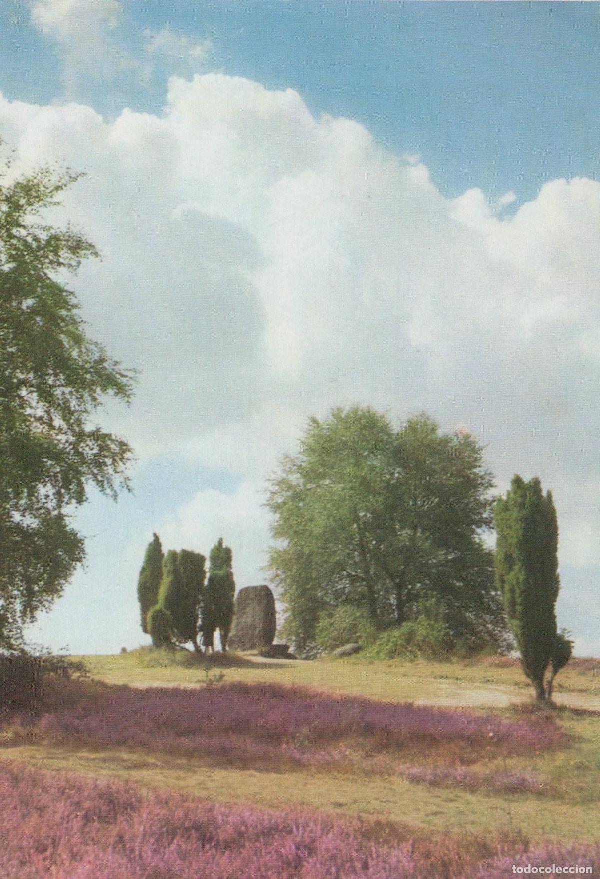 Postcards: Germany Fallingbostel L&ouml;nspark Heathland Landscape With Trees Unposted *YAV305