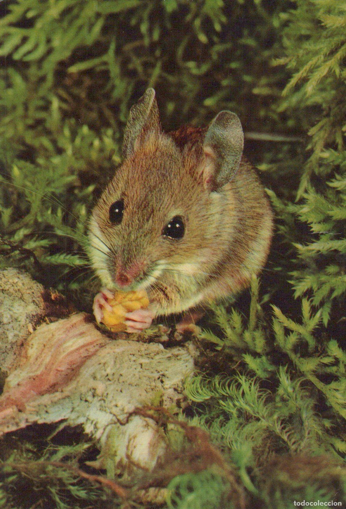 Postkarten: Germany Hannover Cute Field Mouse Eating Corn in Forest Nature Wildlife *YAV284