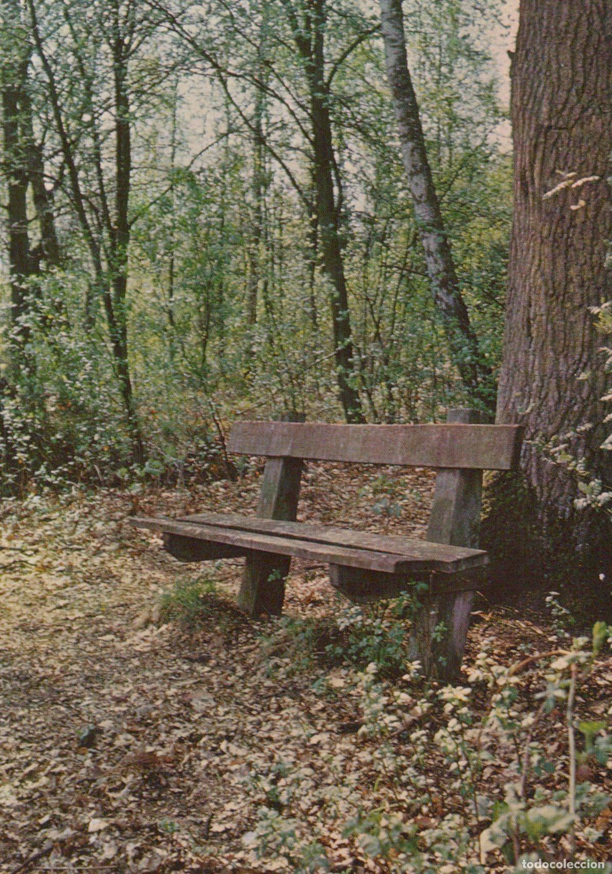 Postcards: Germany Fallingbostel Wooden Bench in A Forest Clearing *YAV304