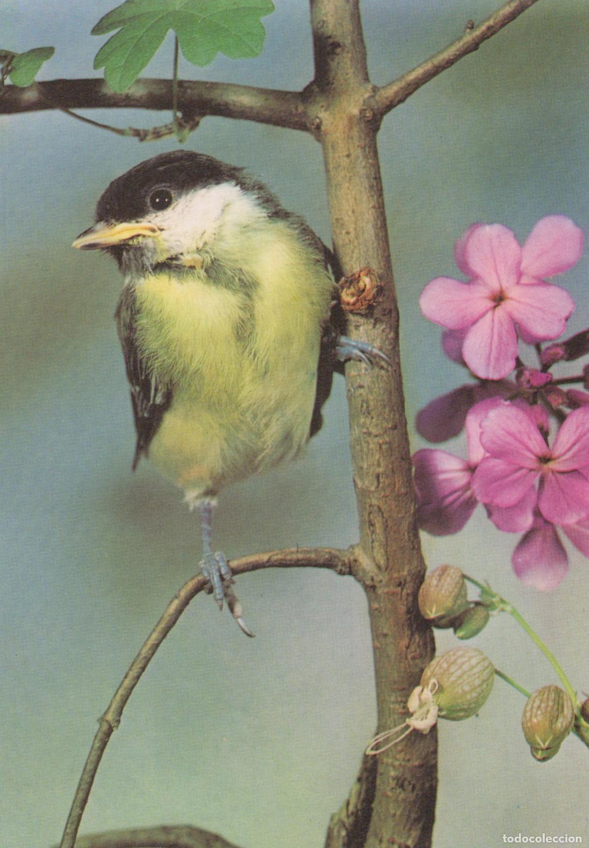 Cartes Postales: Germany Young Great Tit Bird Perched On Branch With Pink Unposted *YAV391