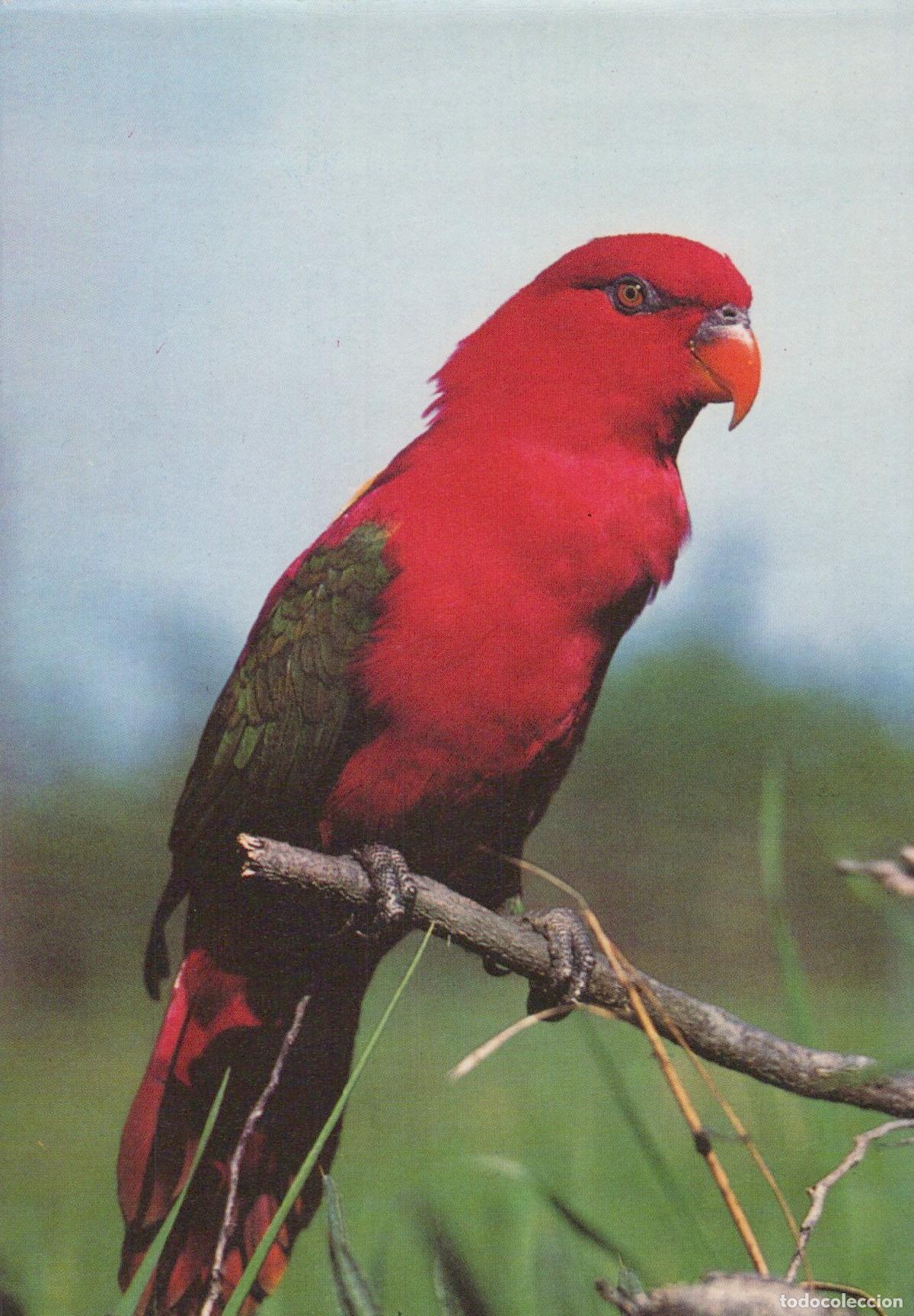 Postais: Germany Essen Red Lory Parrot Domicella Garrula Bird On Branch Unposted *YAV388