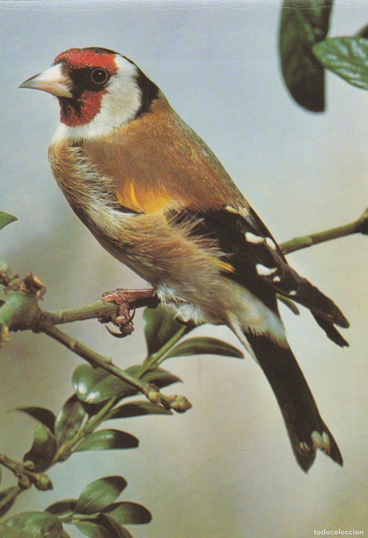 Postcards: Germany Goldfinch Bird On Branch V&ouml;gel aus Aller Welt Nature Unposted *YAV390