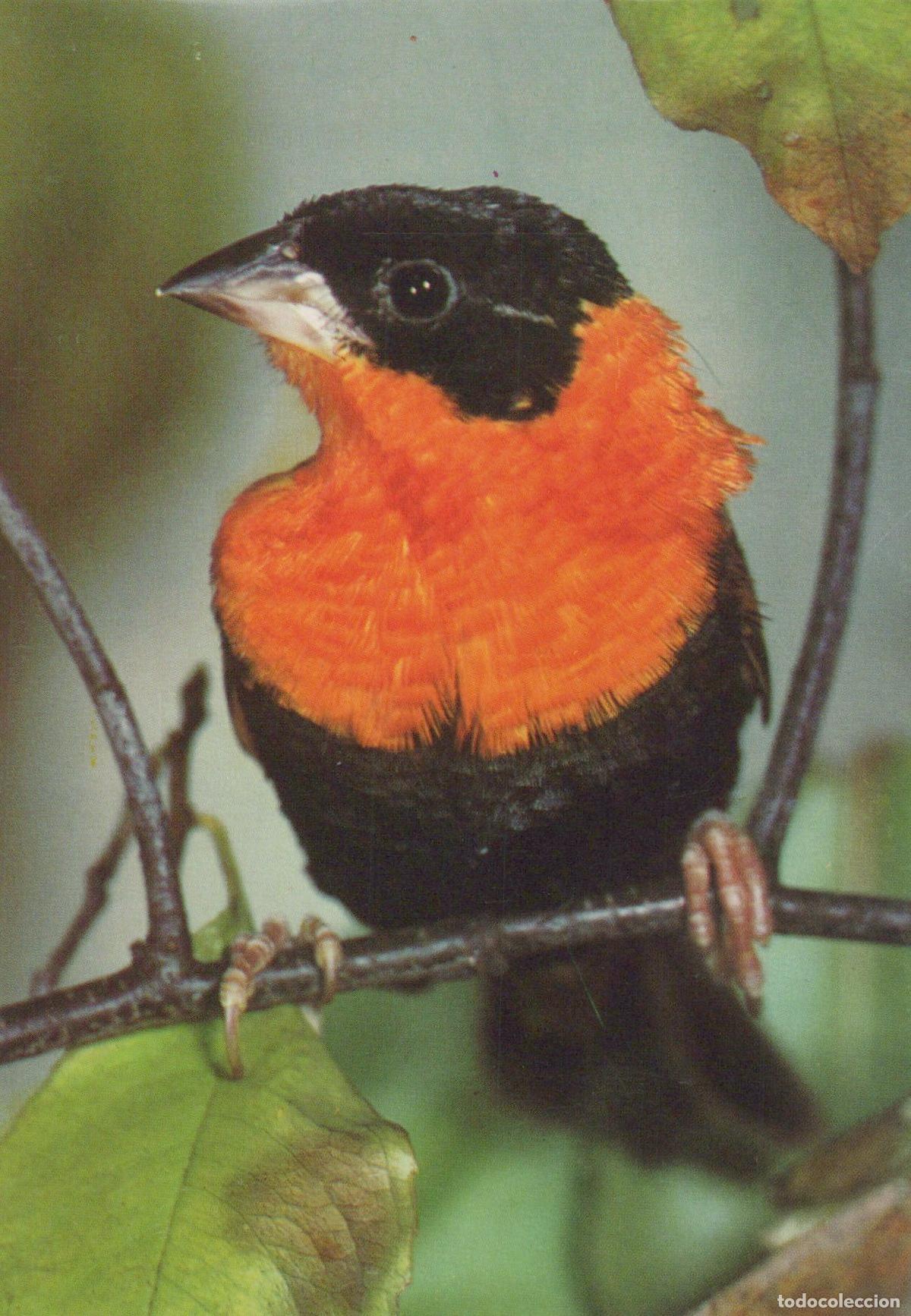 Postcards: Germany Essen Orange and Black Bird On Branch V&ouml;gel aus Aller Unposted *YAV396