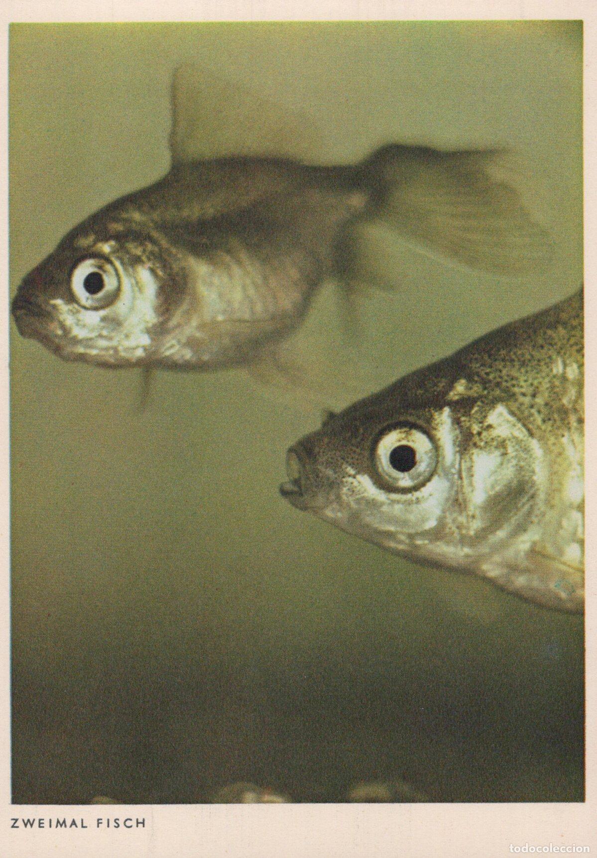 Postcards: Germany Nuremberg Two Fish Underwater Close Up Zweimal Fisch Unposted *YAV401
