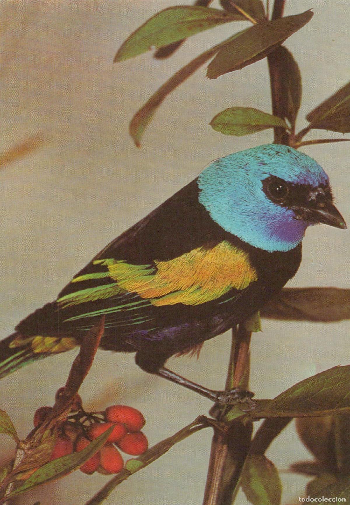Postcards: Germany Gold Shouldered Tanager Tangara Nigrocincta Bird On Unposted *YAV398