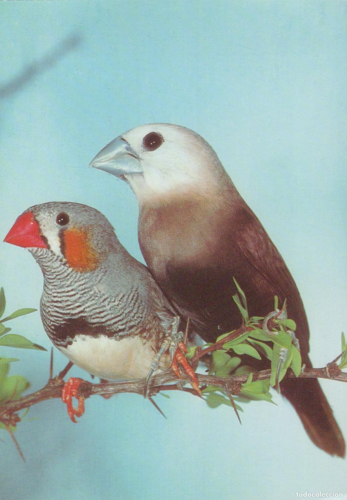 Postcards: Germany Essen Zebrafink and Wei&szlig;kopfn&ouml;nnchen Birds On Branch Unposted *YAV400