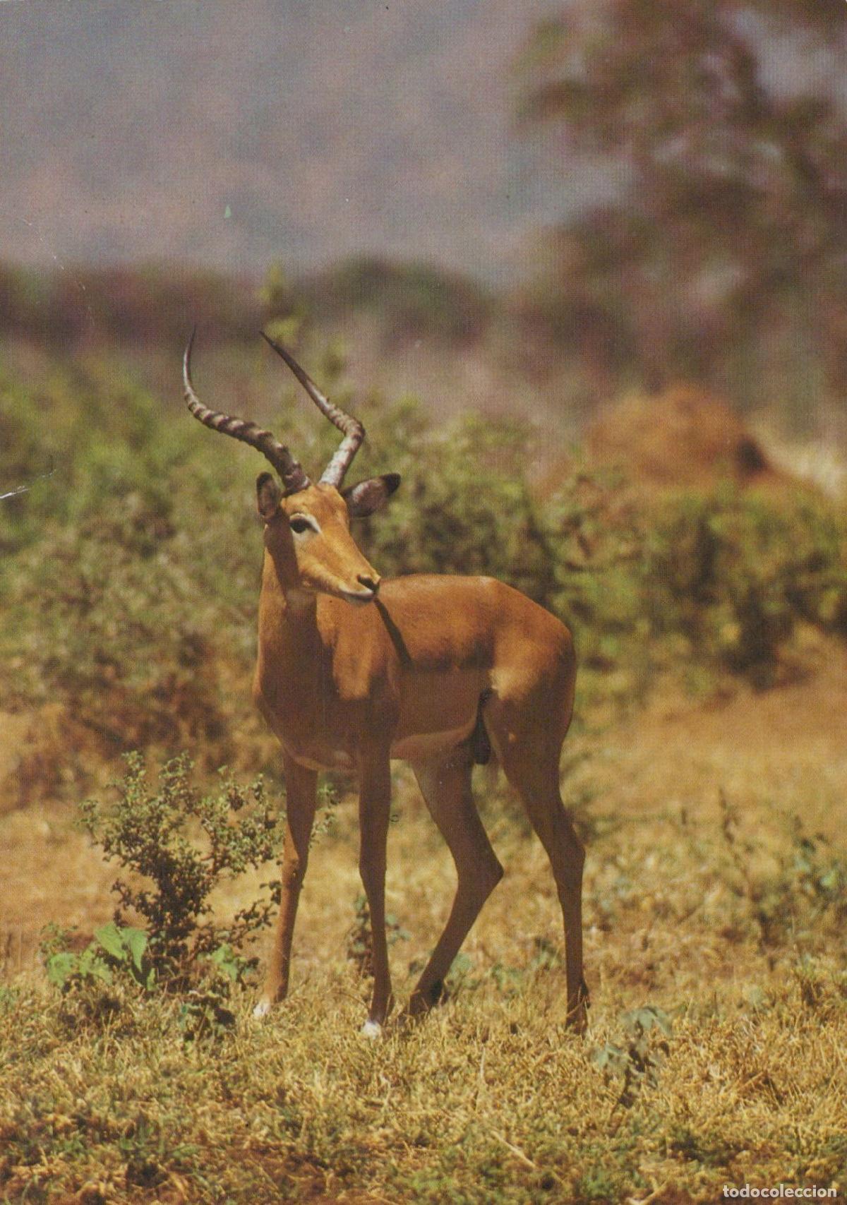 Postcards: Germany Berlin Impala Antelope Wildlife Animal in Natural Unposted *YAV405